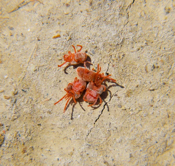 Cerrar Macro Ácaro Terciopelo Rojo Trombidiidae Ácaros Artrópodos Suelo — Foto de Stock