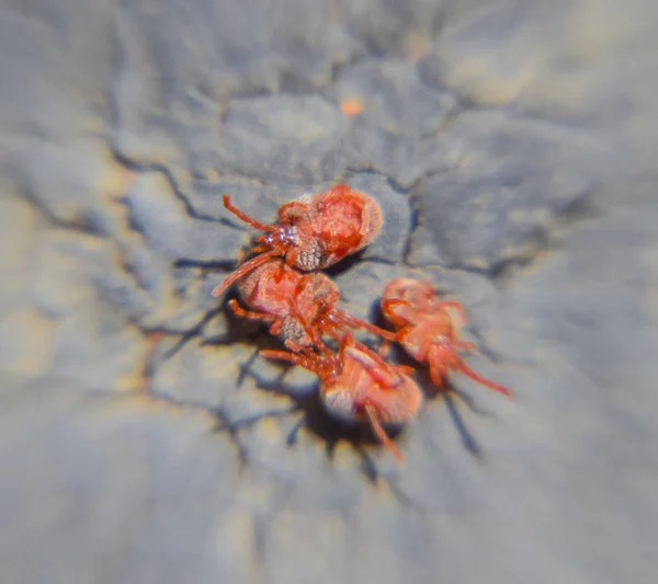 Primer Plano Macro Ácaro Terciopelo Rojo Trombidiidae — Foto de Stock