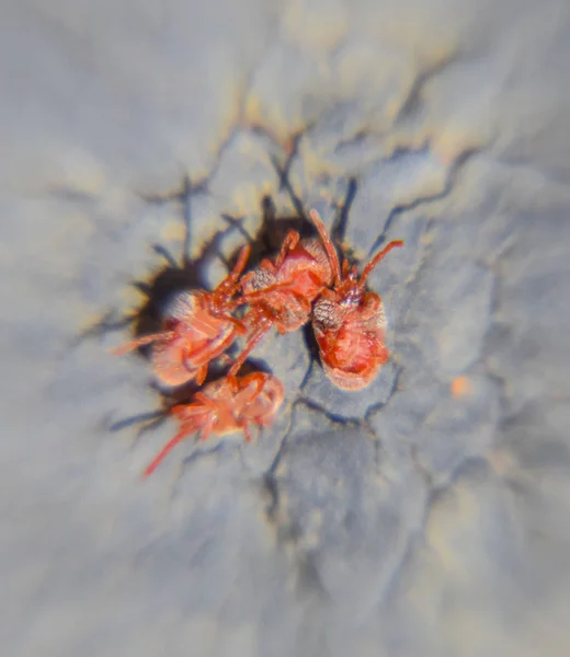Primer Plano Macro Ácaro Terciopelo Rojo Trombidiidae — Foto de Stock