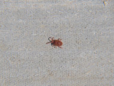 Makro kırmızı kadife mite veya Trombidiidae kadar yakın.