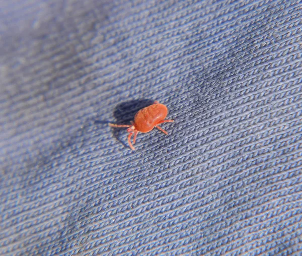 Red Velvet Mite Blue Rag Running Mite Close Macro Red — Stock Photo, Image