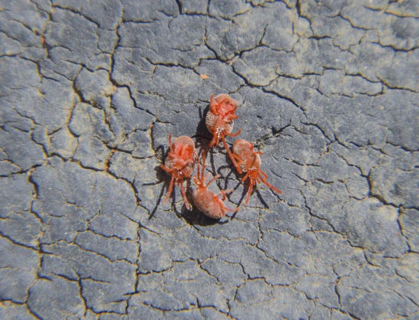Bliska Makro Czerwonego Aksamitu Roztocza Lub Trombidiidae — Zdjęcie stockowe