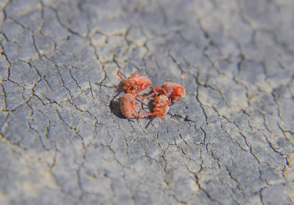 Primer Plano Macro Ácaro Terciopelo Rojo Trombidiidae — Foto de Stock