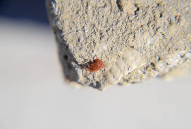 Makro kırmızı kadife mite veya Trombidiidae kadar yakın.