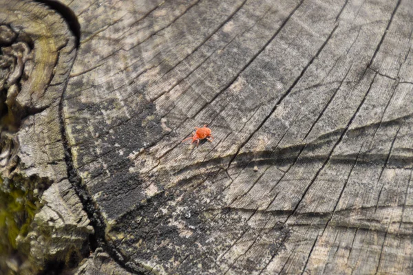 Terciopelo Rojo Muñón Primer Plano Macro Ácaro Terciopelo Rojo Trombidiidae — Foto de Stock