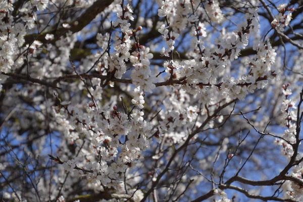 Floraison Abricot Sauvage Dans Jardin Arbres Fleurs Printanières Pollinisation Des — Photo