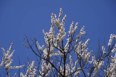 Zerdali bahçede çiçek açmış. Bahar çiçekli ağaçlar. Tozlaşma kayısı çiçek.