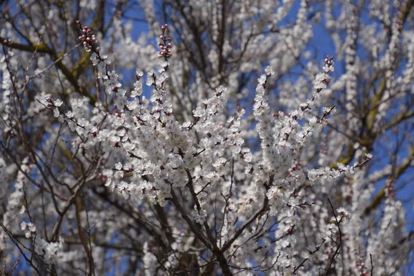 Floraison Abricot Sauvage Dans Jardin Arbres Fleurs Printanières Pollinisation Des — Photo