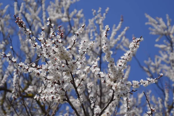 Floraison Abricot Sauvage Dans Jardin Arbres Fleurs Printanières Pollinisation Des — Photo