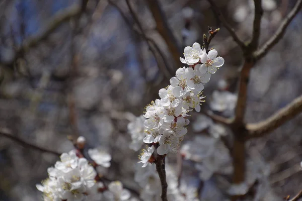Kvetoucí Divoké Meruňka Zahradě Jarní Kvetoucí Stromy Opylování Květů Meruněk — Stock fotografie