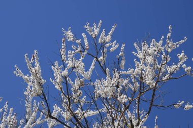 Zerdali bahçede çiçek açmış. Bahar çiçekli ağaçlar. Tozlaşma kayısı çiçek.