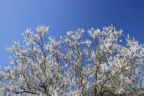 Blühende Wilde Aprikosen Garten Frühlingsblühende Bäume Bestäubung Von Aprikosenblüten — Stockfoto