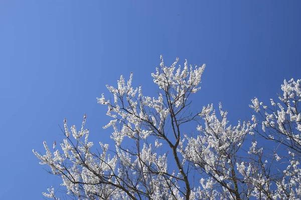 Blooming Wild Apricot Garden Spring Flowering Trees Pollination Flowers Apricot — Stock Photo, Image