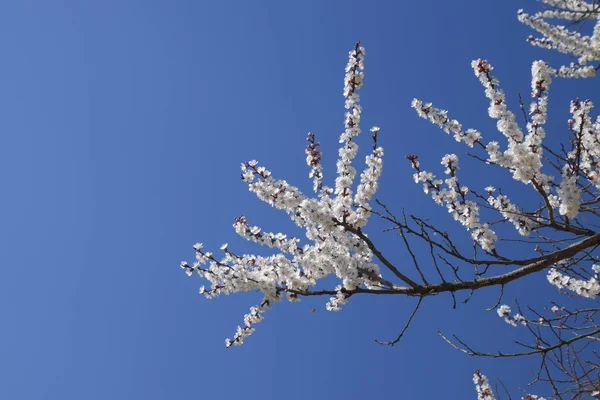 Blooming Wild Apricot Garden Spring Flowering Trees Pollination Flowers Apricot — Stock Photo, Image