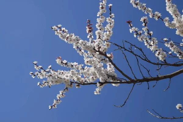 Blooming Wild Apricot Garden Spring Flowering Trees Pollination Flowers Apricot — Stock Photo, Image