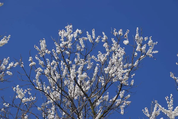 Blooming Wild Apricot Garden Spring Flowering Trees Pollination Flowers Apricot Stock Picture