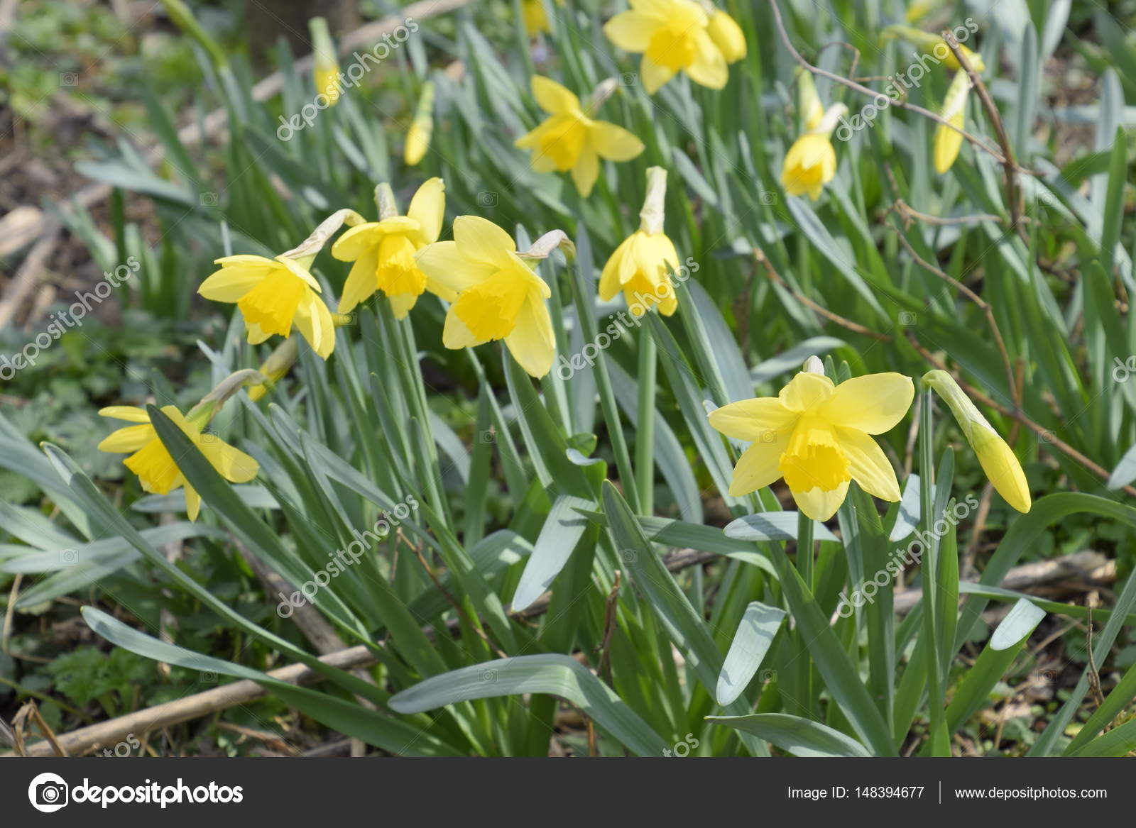 Jonquille Fleurs Jaune Plantes Bulbe Fleurs Printemps Dans