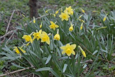 Çiçekler sarı nergis. Bahar çiçekli ampul flowerbed bitkilerde.