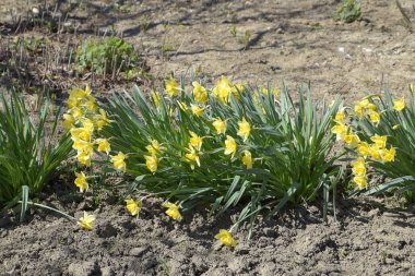 Çiçekler sarı nergis. Bahar çiçekli ampul flowerbed bitkilerde.
