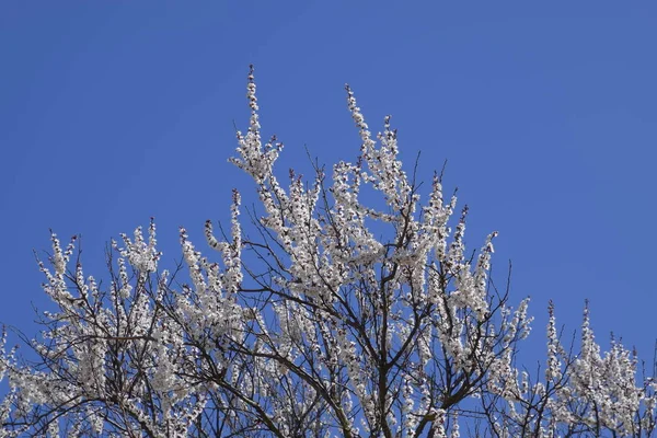 Kwitnące Dzikie Morele Ogrodzie Wiosenne Kwitnienia Drzew Zapylanie Kwiatów Moreli — Zdjęcie stockowe