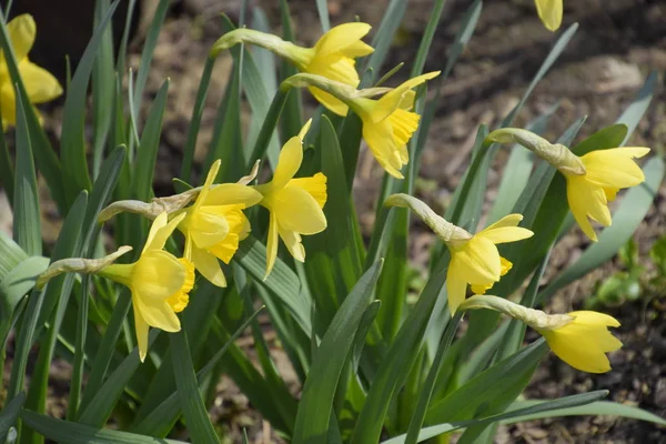 Květiny Narcis Žlutý Jarní Kvetoucí Rostliny Žárovka Záhonu — Stock fotografie