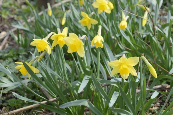 Blüten Narzissengelb Frühlingsblühende Zwiebelpflanzen Blumenbeet — Stockfoto