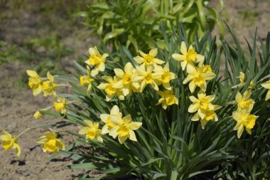Çiçekler sarı nergis. Bahar çiçekli ampul flowerbed bitkilerde.