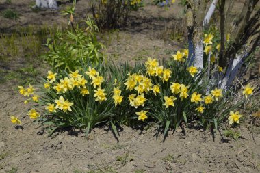 Çiçekler sarı nergis. Bahar çiçekli ampul flowerbed bitkilerde.