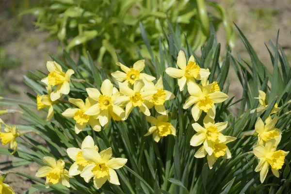 Květiny Narcis Žlutý Jarní Kvetoucí Rostliny Žárovka Záhonu — Stock fotografie