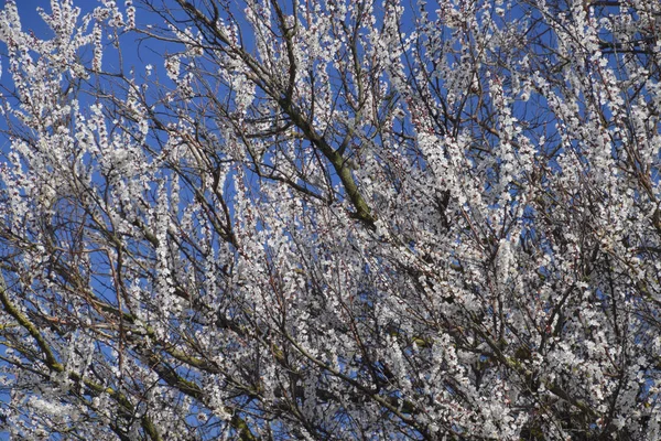 Floraison Abricot Sauvage Dans Jardin Arbres Fleurs Printanières Pollinisation Des — Photo