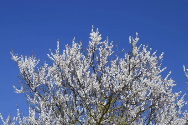 Blühende Wilde Aprikosen Garten Frühlingsblühende Bäume Bestäubung Von Aprikosenblüten — Stockfoto