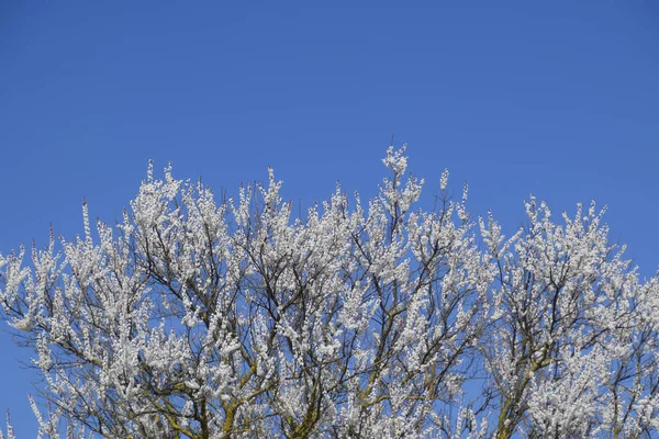 Wild Abrikoos Tuin Bloei Lente Bloeiende Bomen Bestuiving Van Bloemen — Stockfoto