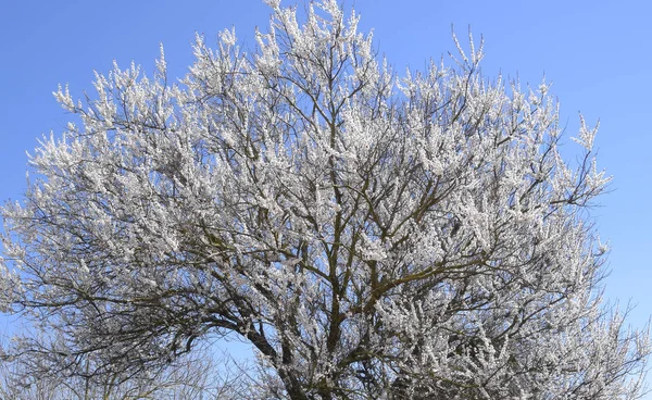 Wild Abrikoos Tuin Bloei Lente Bloeiende Bomen Bestuiving Van Bloemen — Stockfoto