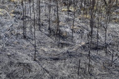 Toprak yanmış çimlere küllerinden. Yangından sonra peyzaj.