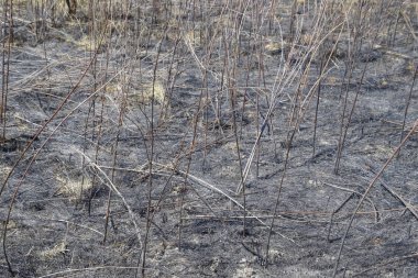 Toprak yanmış çimlere küllerinden. Yangından sonra peyzaj.