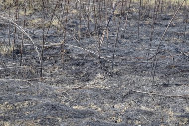 Toprak yanmış çimlere küllerinden. Yangından sonra peyzaj.