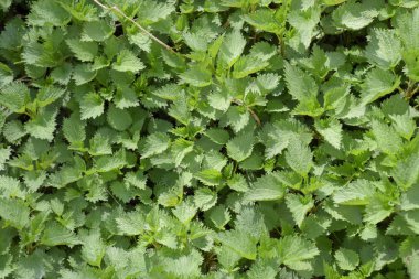 Genç ısırgan arka plan. Isırgan bahçede Glade.