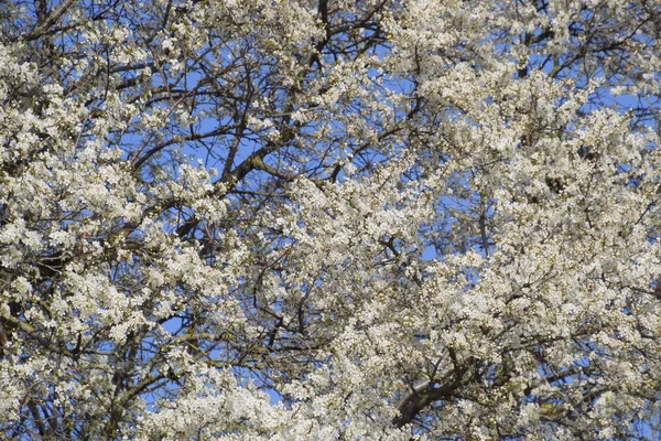 Ciruela Silvestre Flor Jardín Árboles Florecientes Primavera Polinización Flores Ciruela — Foto de Stock