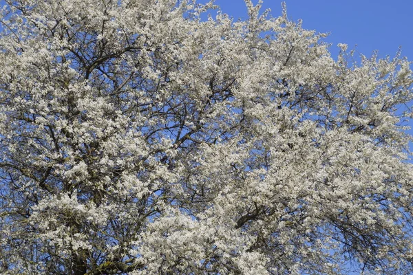 Blooming Wild Plum Garden Spring Flowering Trees Pollination Flowers Plum — Stock Photo, Image