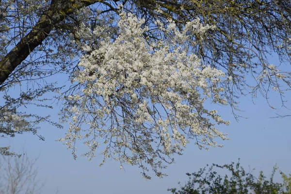 Ameixa Selvagem Florescendo Jardim Árvores Com Flores Polinização Flores Ameixa — Fotografia de Stock