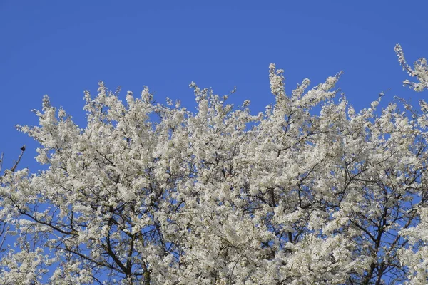 庭で野生の梅が咲いてください 春の花木 梅の花の受粉 — ストック写真