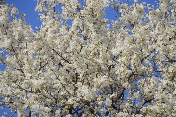 Blooming Wild Plum Garden Spring Flowering Trees Pollination Flowers Plum — Stock Photo, Image