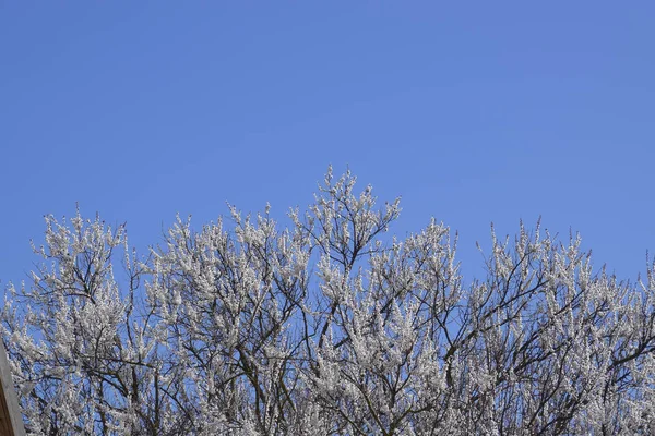 Wild Abrikoos Tuin Bloei Lente Bloeiende Bomen Bestuiving Van Bloemen — Stockfoto