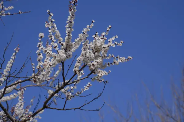 Blooming Wild Apricot Garden Spring Flowering Trees Pollination Flowers Apricot — Stock Photo, Image