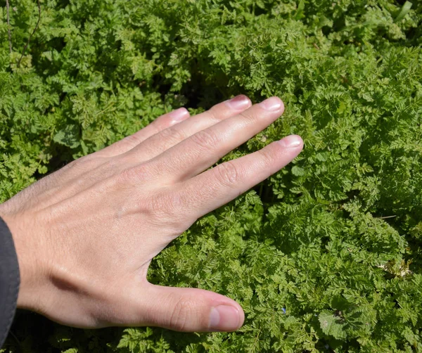 Une Main Caresse Herbe Amour Nature Joie Printanière — Photo