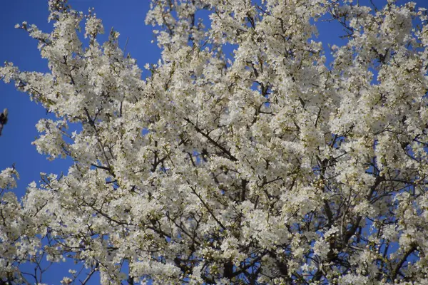 Blooming Wild Plum Garden Spring Flowering Trees Pollination Flowers Plum — Stock Photo, Image