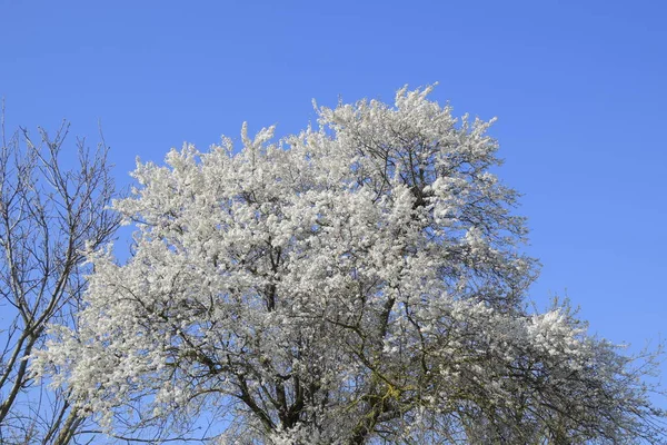 Blooming Wild Plum Garden Spring Flowering Trees Pollination Flowers Plum — Stock Photo, Image