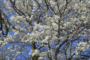 Bahçedeki yabani Erik çiçek açmış. Bahar çiçekli ağaçlar. Erik çiçekleri tozlaşma.