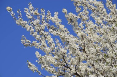 Bahçedeki yabani Erik çiçek açmış. Bahar çiçekli ağaçlar. Erik çiçekleri tozlaşma.