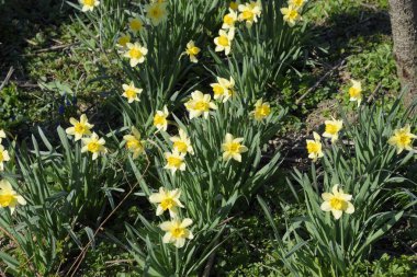 Çiçekler sarı nergis. Bahar çiçekli ampul flowerbed bitkilerde.